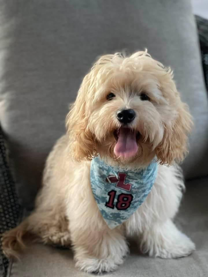 small to medium dog bandana with collar (adjusts to 18”) customizable